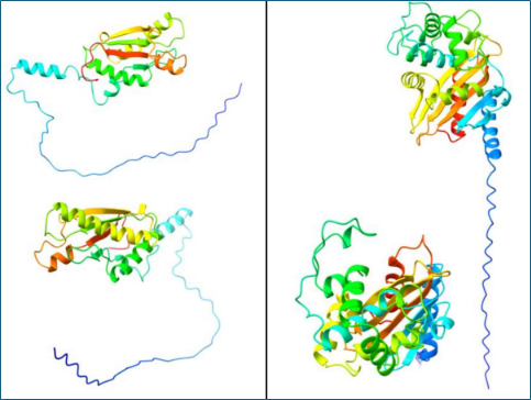 Fig.1: Predizione proteica di PAL (Fig.1 sx) Oxa23 (Fig. 1. dx) sono state colorate dal blu al rosso dai domini N a C-terminali; le regioni strutturate sono indicate da eliche, le regioni non strutturate da catene lunghe (Di: Zhang et al., 2025; DOI: 10.1038/s41541-025-01202-0)
