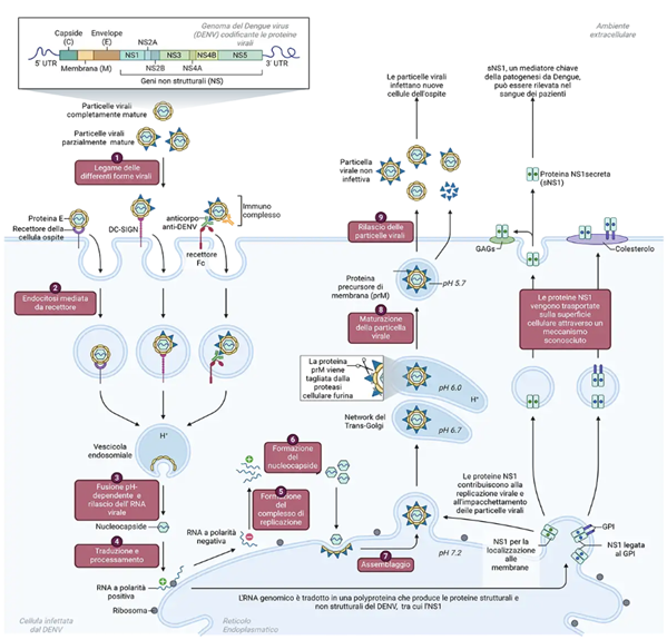 Struttura del genoma e ciclo replicativo del DENV (Created with BioRender.com)
